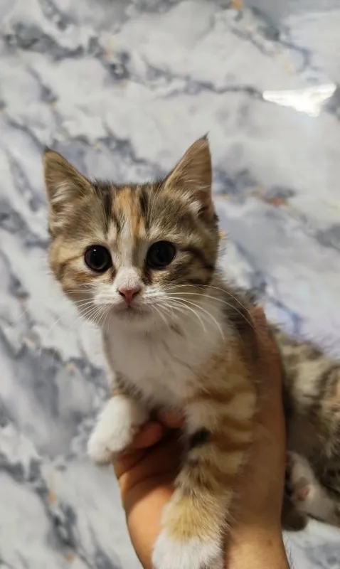 Скотиш фолд скотиш страйт 3 Скотиш фолд скотиш страйт 3