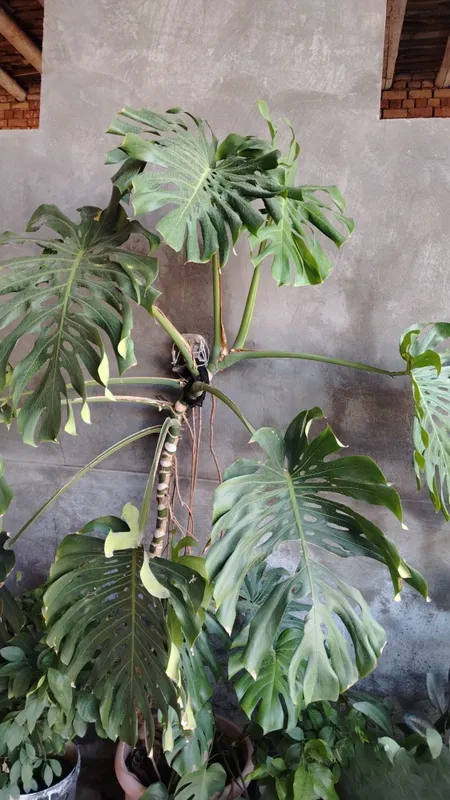 Monstera xona o'simligi sotiladi 3 Monstera xona o'simligi sotiladi 3