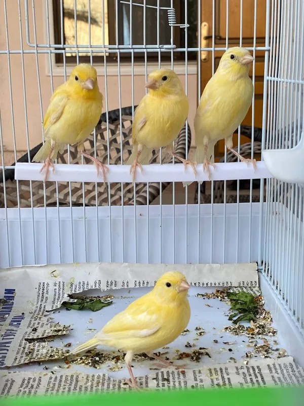 Канарейки продам
