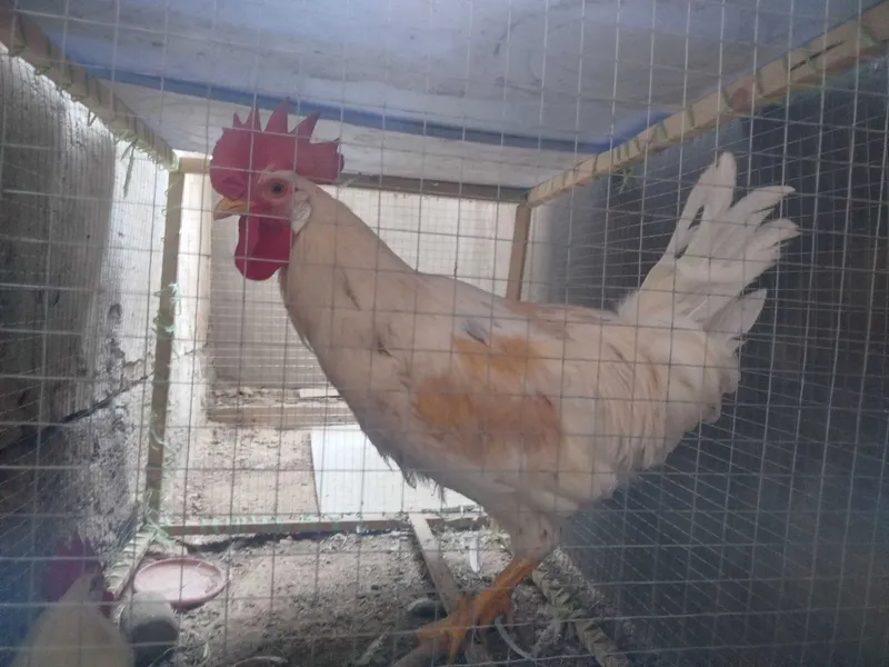 xo'roz 4 oylik zoti Leghorn qichqirishi yeb ichishi zo'r 1 xo'roz 4 oylik zoti Leghorn qichqirishi yeb ichishi zo'r 1