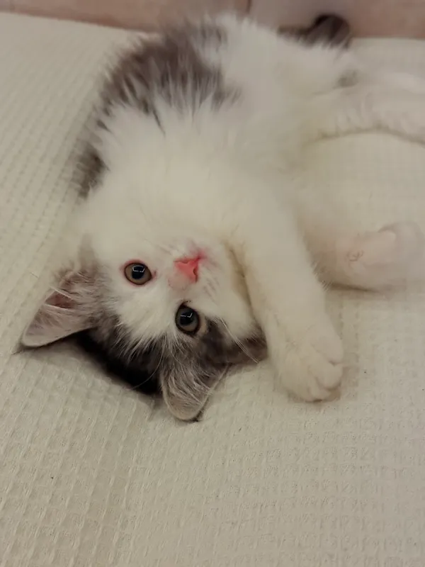 Кошка Кошка