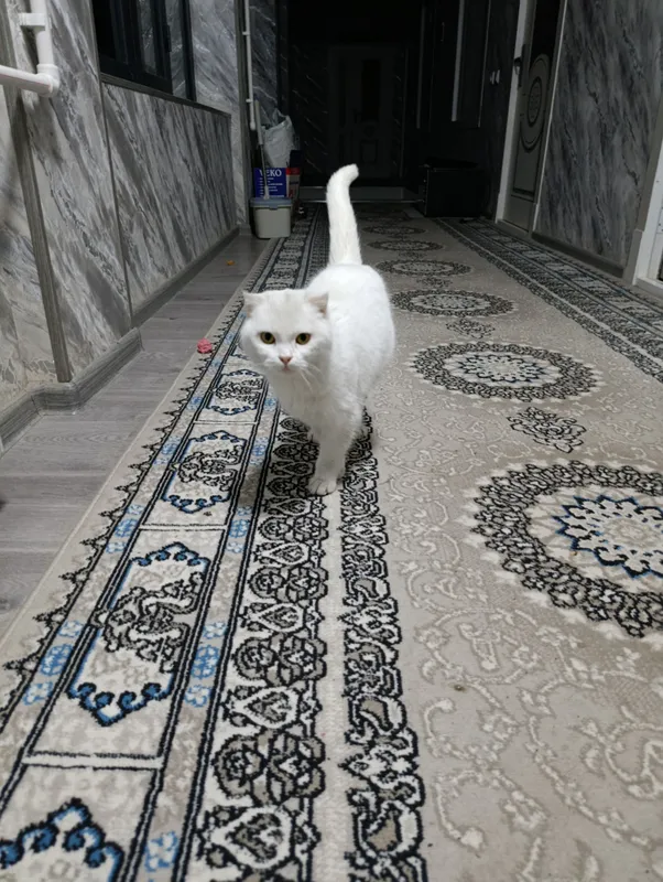Скотиш Фольд — фото 3