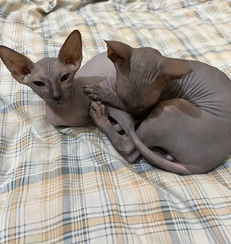 sphynx mushuklari sotiladi 2 sphynx mushuklari sotiladi 2