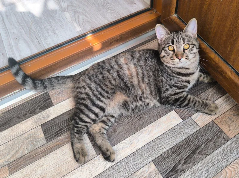 Отдаётся даром котёнок
