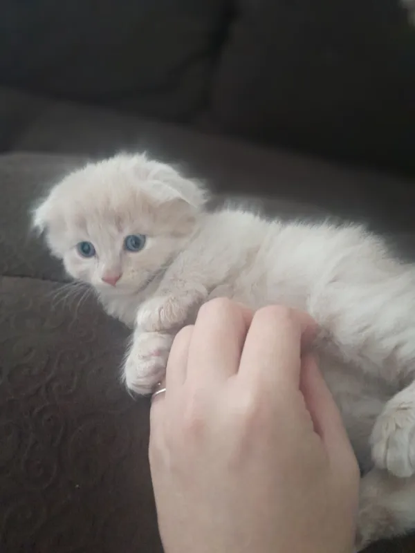 Mushukler paradali uy mushugu uzumniki chet elga ketvoman 1 Mushukler paradali uy mushugu uzumniki chet elga ketvoman 1