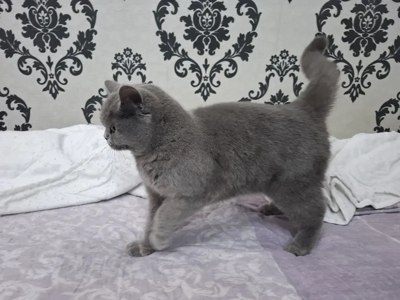 Zotdor mushuk sotiladi. 3 Zotdor mushuk sotiladi. 3