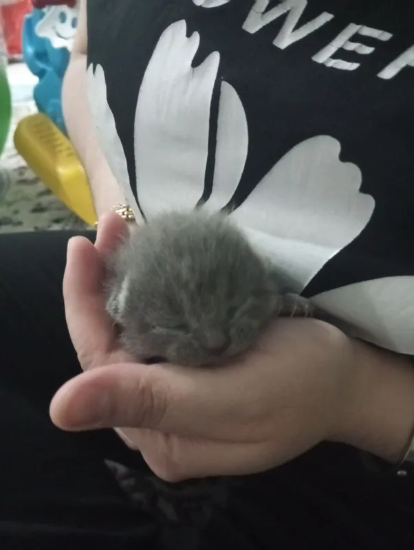Продаются шотландские милые котята — фото 3