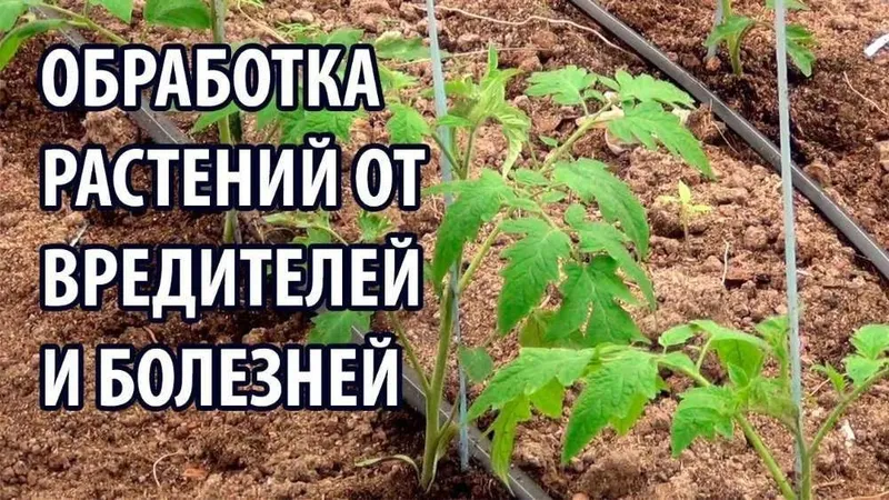 Обработка деревьев тля от всех болезней. Ширага карши дорилаш ишончлик — фото 2