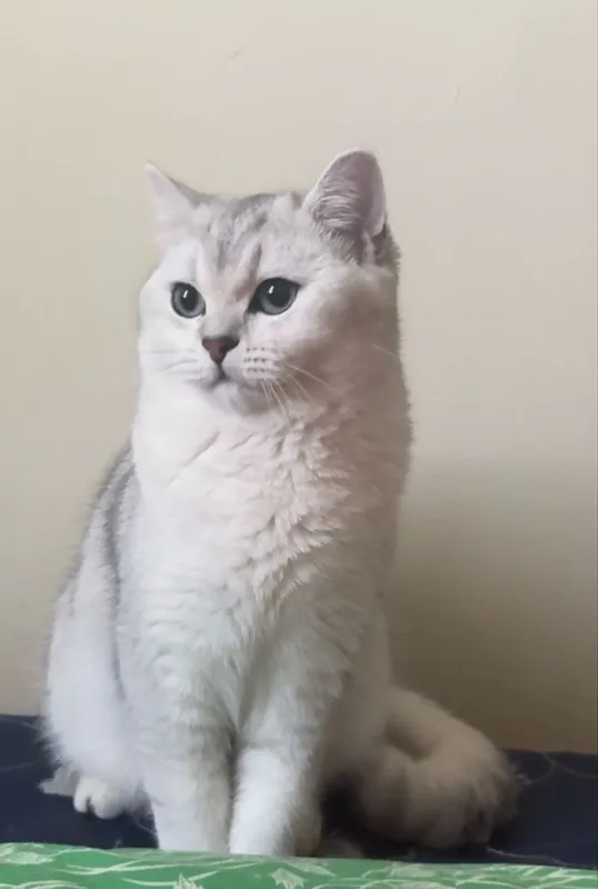 Срочно продается британский кот