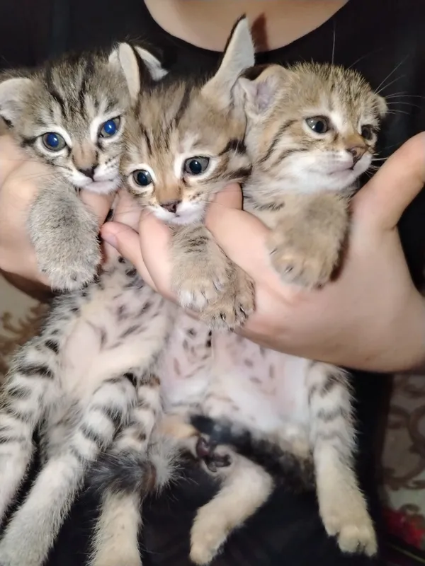 Продаются милые котята 2 Продаются милые котята 2