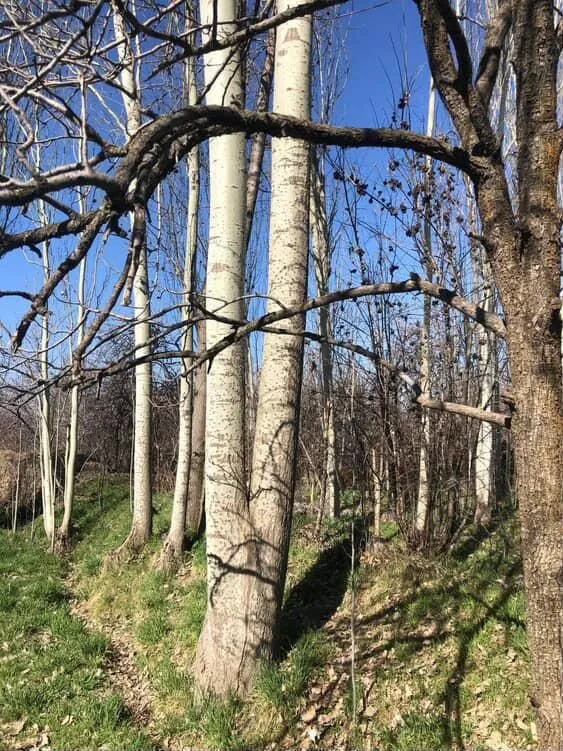 Terak sotiladi ustida gaplashamiz — фото 3
