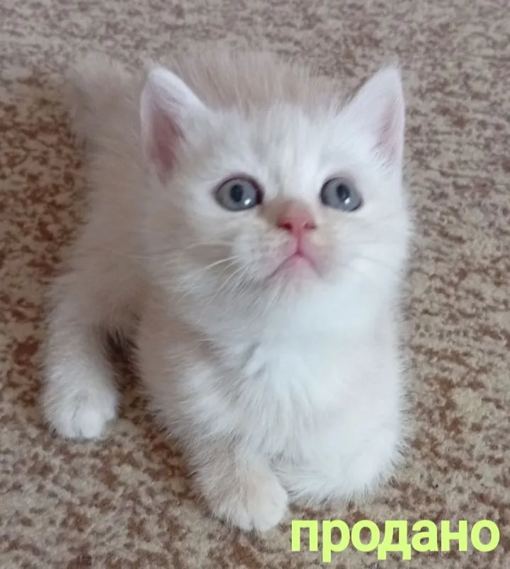 Скидка!Британские котята — фото 5