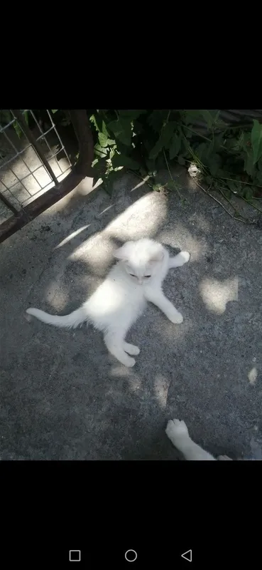 Продаются котята скотиш-фолд девочки . Белые. — фото 1