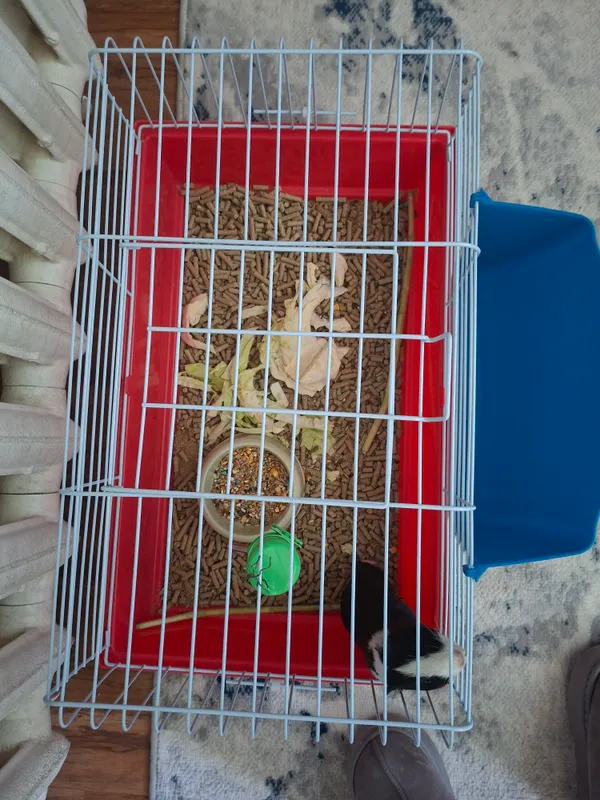 Dengiz choʻchqasi qafasi va aksessuarlari bilan 1 Dengiz choʻchqasi qafasi va aksessuarlari bilan 1