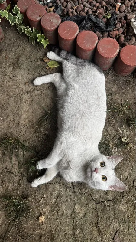 Мама-кошка и котята, отдаем в хорошие руки 2