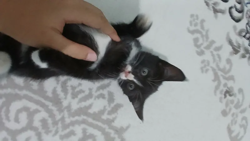 котята в подарок 4 котята в подарок 4