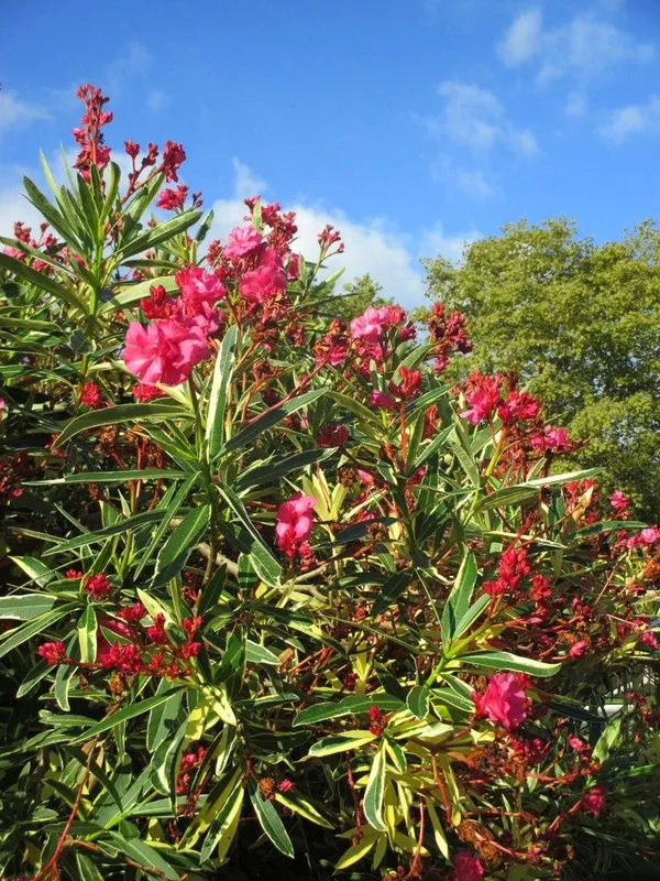 Олеандр вариегатный, Толгули, Tol guli (Nerium oleander variegata) — 1