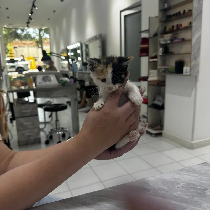 Котята домашние , Отдадим ответственным и добрым людям 5 Котята домашние , Отдадим ответственным и добрым людям 5