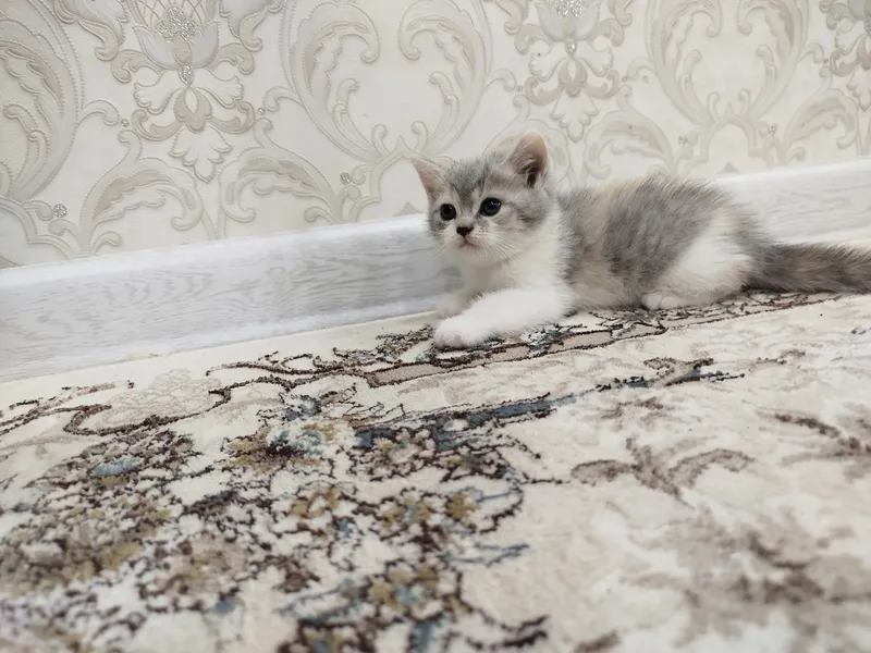 котята 4 котята 4