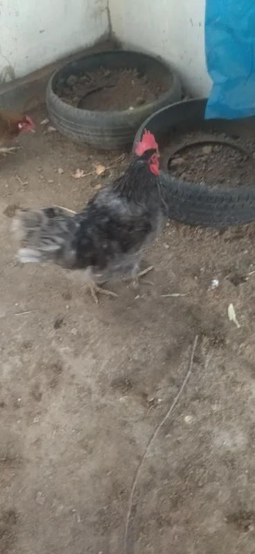 Xoʻroz rangi kulrang