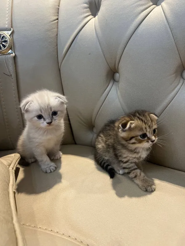 Продаются котята Scottish Fold и Straight 5