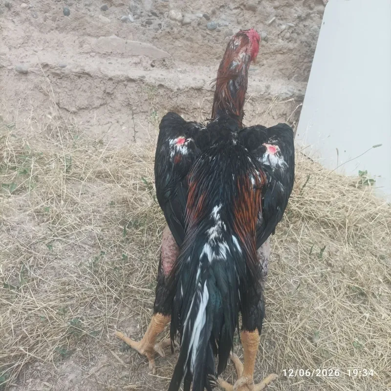Pravaznoy horoz sotiladi zori toza narsa 1
