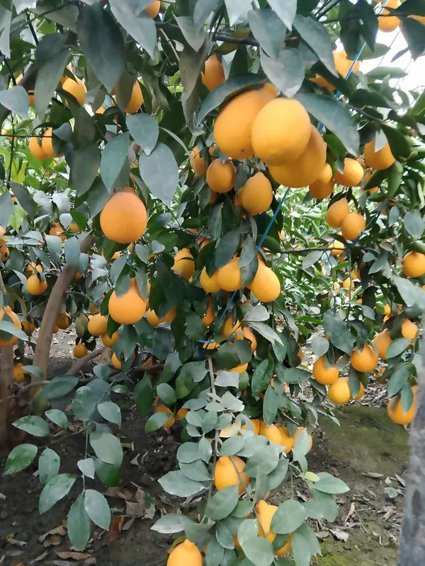 Limon kuchatlari — фото 1