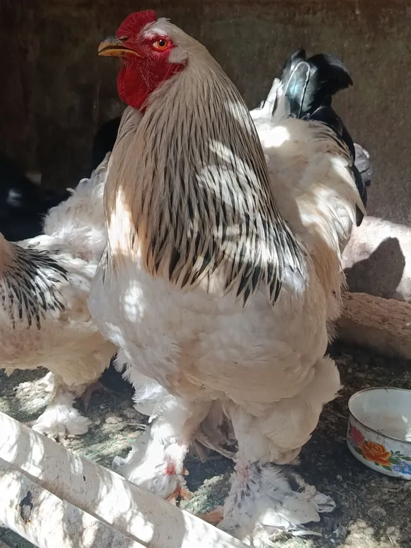Продам петуха пародисты большой — фото 2