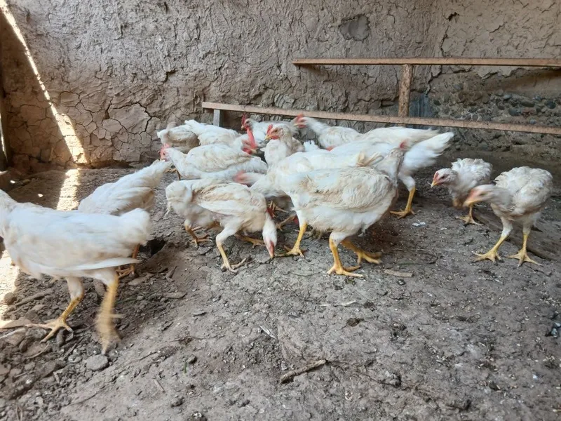 Nesushka sendi joʻjalari 1 Nesushka sendi joʻjalari 1
