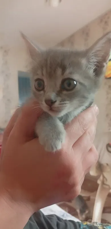 Продается котенок скотишь страйт правильной вязки 2 месяца 1 Продается котенок скотишь страйт правильной вязки 2 месяца 1