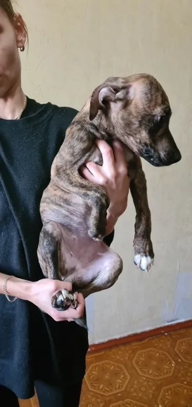 Pitbulteryer sotaman 6 Pitbulteryer sotaman 6
