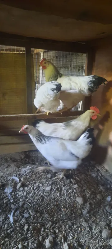 Продаются адлерские куры 2 Продаются адлерские куры 2