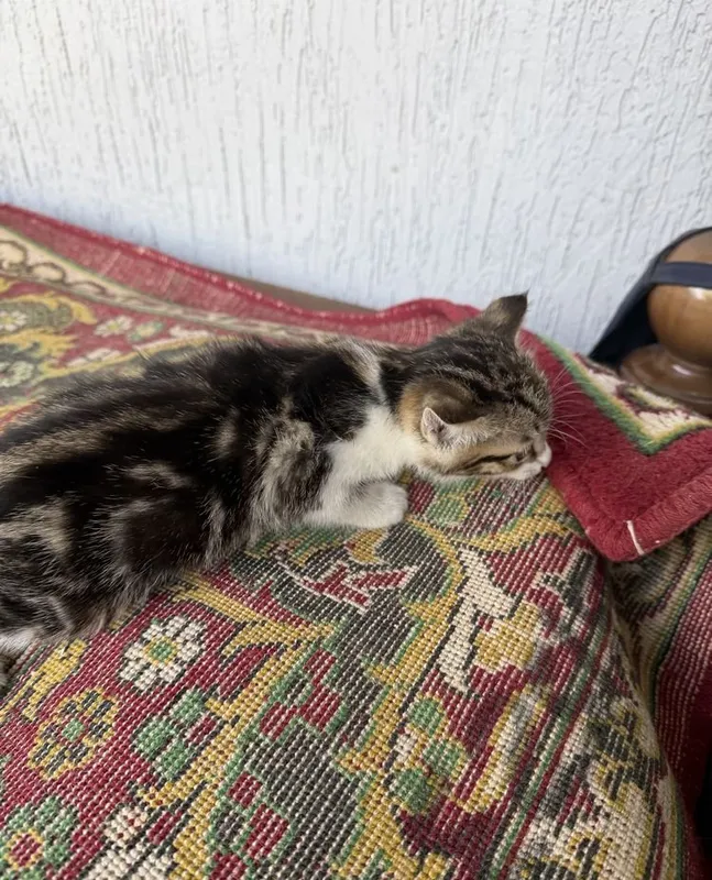Котята даром ттз кирпичный завод 4