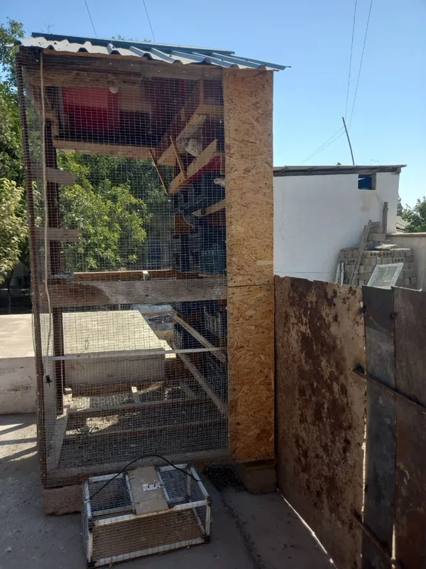 Tovuq katak sotiladi 2 Tovuq katak sotiladi 2
