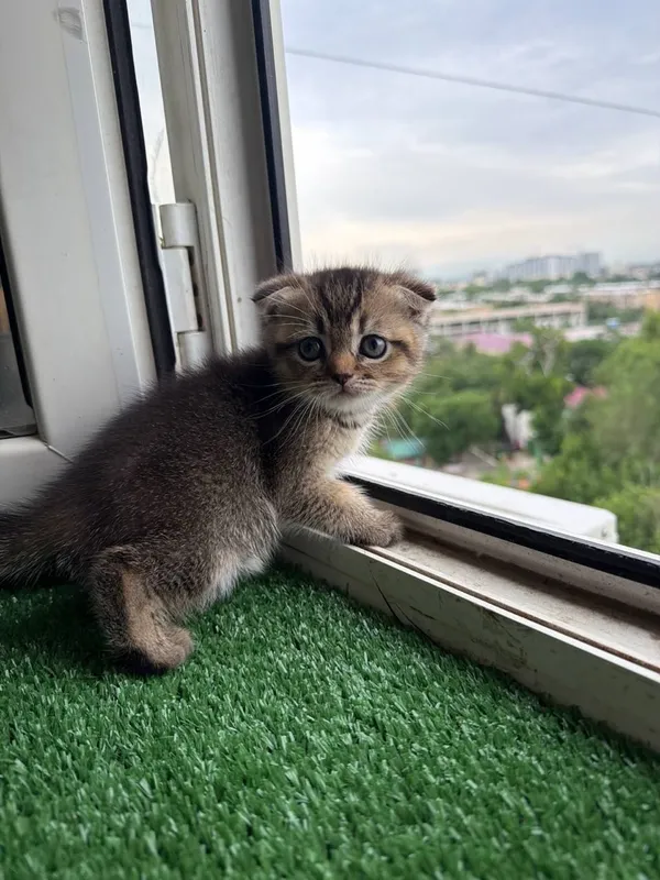 scottish fold девочка 1.5 месяцев — фото 1