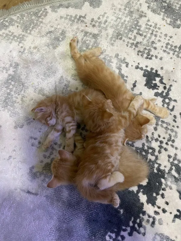 Котята 3 Котята 3