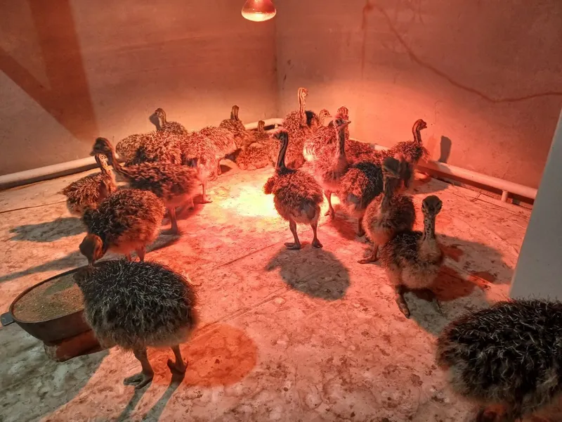 Страус,туякуш,острич,tuyaqush,straus,ostrich наслдор Африка туякушлари — фото 3