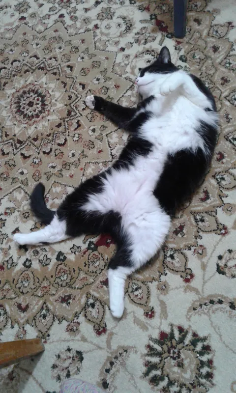 Sichqon tutuvchi mushuk 2