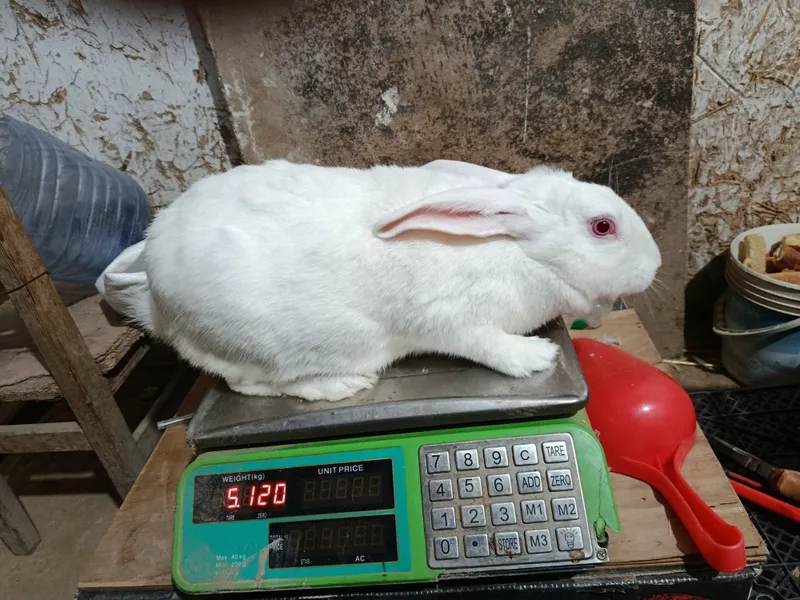 Quyon Lab Hikoll Quyon lar - BirBir