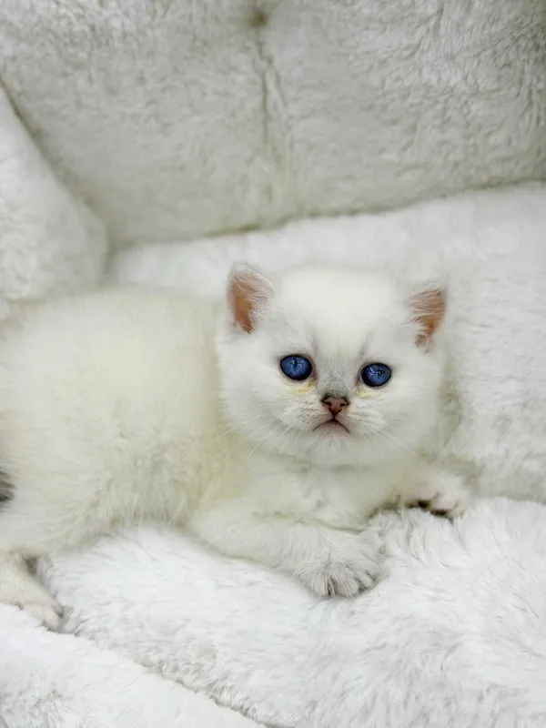 продажа котят породистый — фото 1