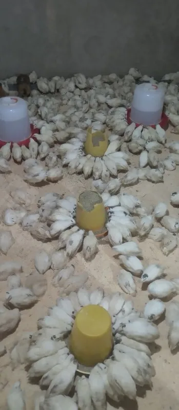 Beli gegant zoti bedanalar sotuvda bir oylik — фото 2
