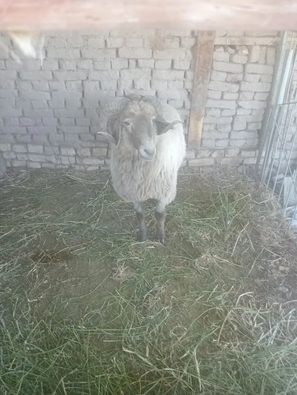 Qoʻchqor sotilodi 2 Qoʻchqor sotilodi 2