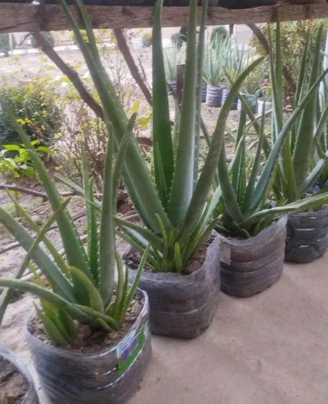 Aloe vera bor.kere bosa bemalol 2