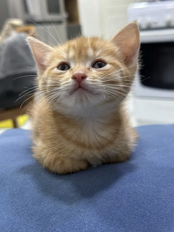 Красивые котята бесплатно — фото 6