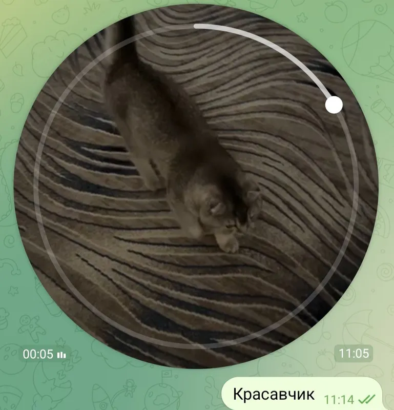 котики Шотландский мальчик и девочка 6