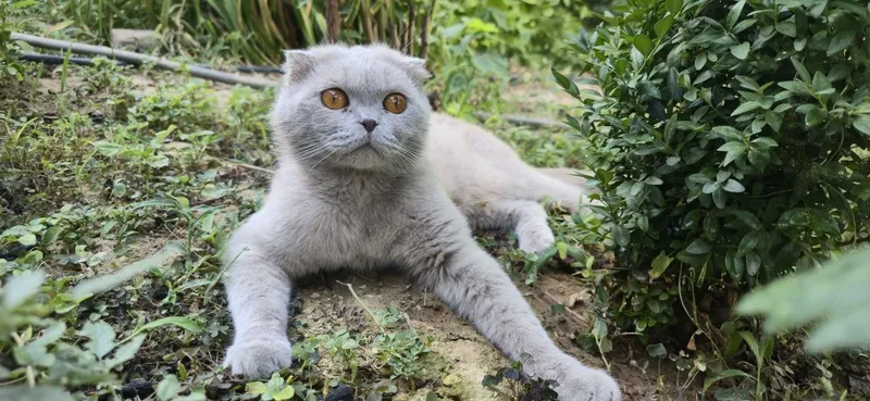 Скоттиш фолд ўғил