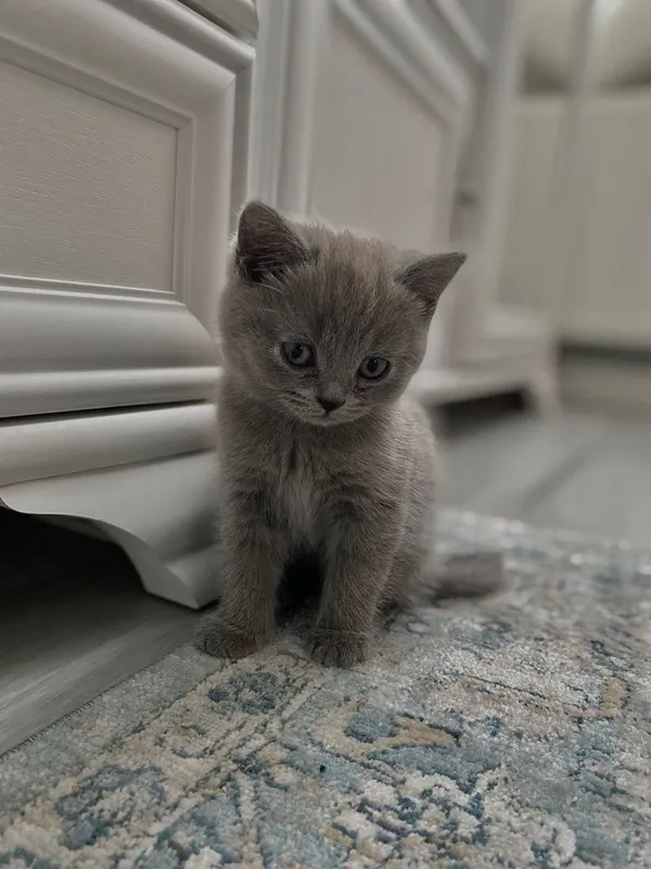 Продаются милье котята 3 Продаются милье котята 3