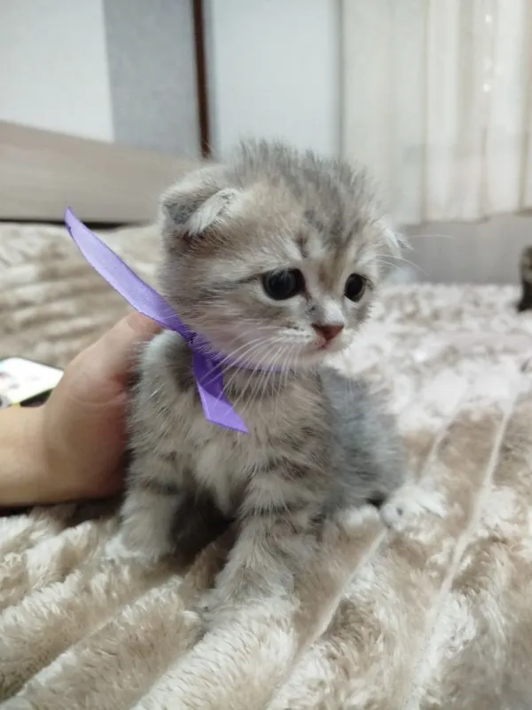 Продаются потрясающие, красивые, ласковые , нежные породистые котята — фото 2