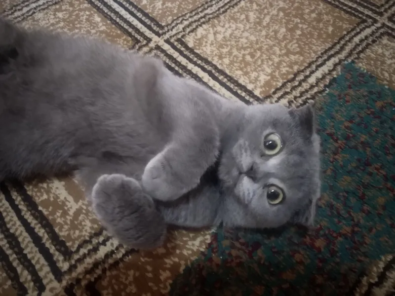 Чистопородный шотландский кот 1