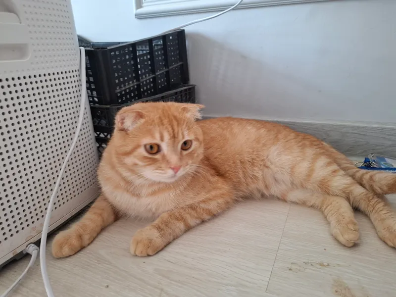 Продаётся 1-летний кот Scottish Fold 6 Продаётся 1-летний кот Scottish Fold 6